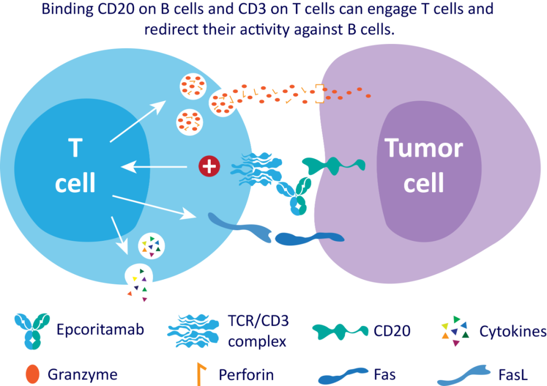 艾伯维(ABBV.US)CD3、CD20双抗艾可瑞妥单抗在华申报上市